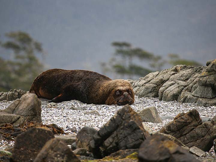 Seehund - Chile